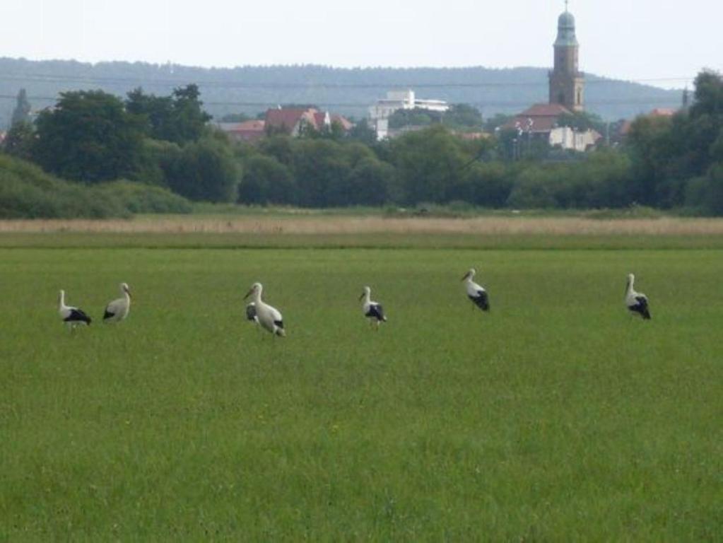 Hotel Klara Birnbaum Erlangen Buitenkant foto